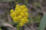 Low pinebarren milkwort